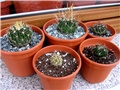 STENOKAKTUS   (ECHINOFOSSULOCACTUS)